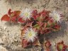 Mesembryanthemum crystallinum-1.jpg